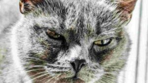 Un gattino domestico minaccioso intimorisce il proprio umano (VIDEO)