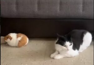 Un gattino domestico vuole disturbare il coniglio; il cane di casa lo ferma (VIDEO)
