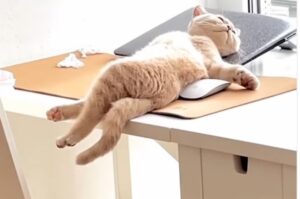 Il gattino riposa sulla scrivania con una posa da vera diva (VIDEO)
