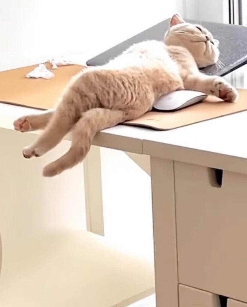 gattino dorme sulla scrivania