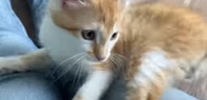 Un gattino energico desidera trovare una famiglia che lo ami per la vita (VIDEO)