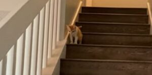 Un gattino energico impara a salire e scendere dalle scale; la proprietaria si emoziona (VIDEO)