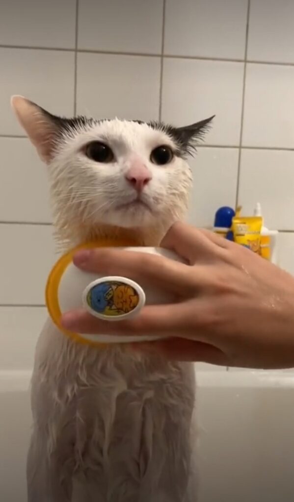 gattino fa il bagnetto