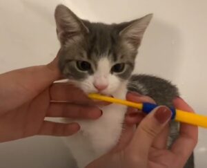 I gattini amano fare il bagnetto coccolati da tutte le attenzioni della loro proprietaria (VIDEO)