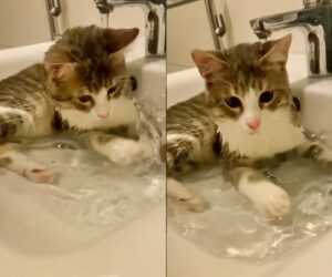 Gattino dolcissimo gioca nell’acqua come una vera sirenetta (VIDEO)