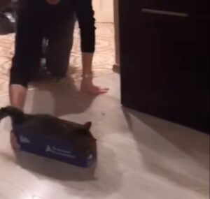 Gattino adora farsi lanciare dentro alla sua scatolina preferita (VIDEO)