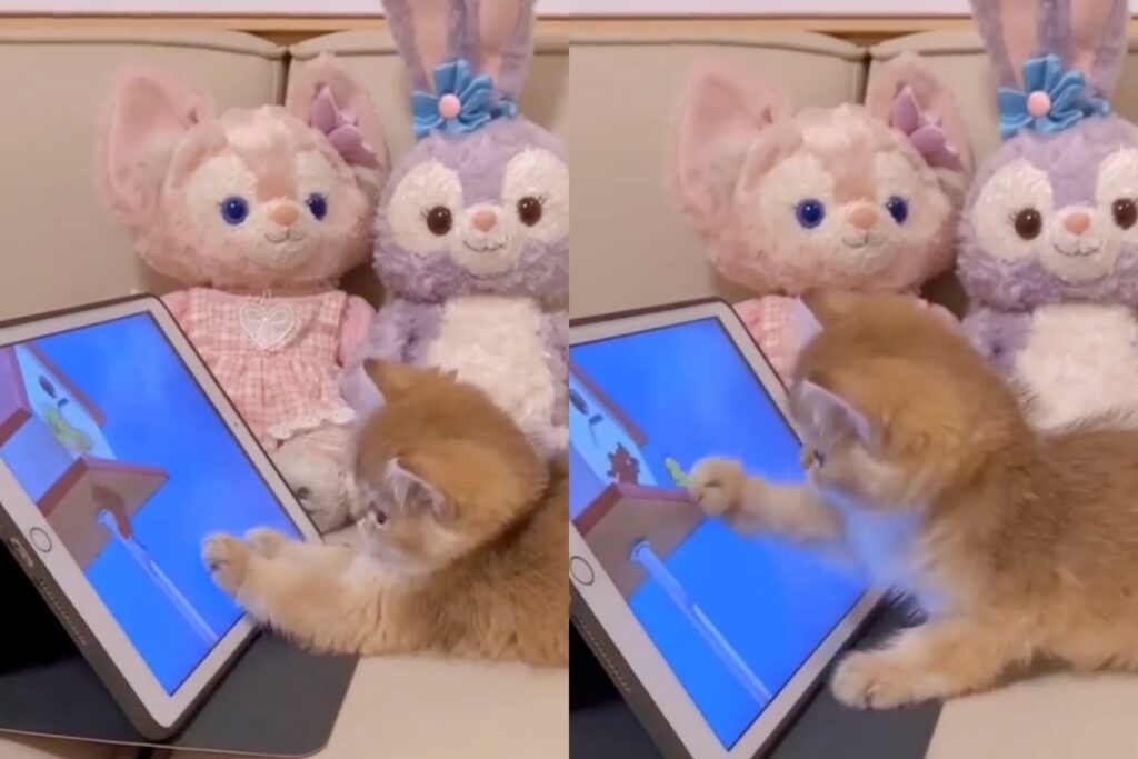gattino arancione tocca il tablet con i cartoni animati