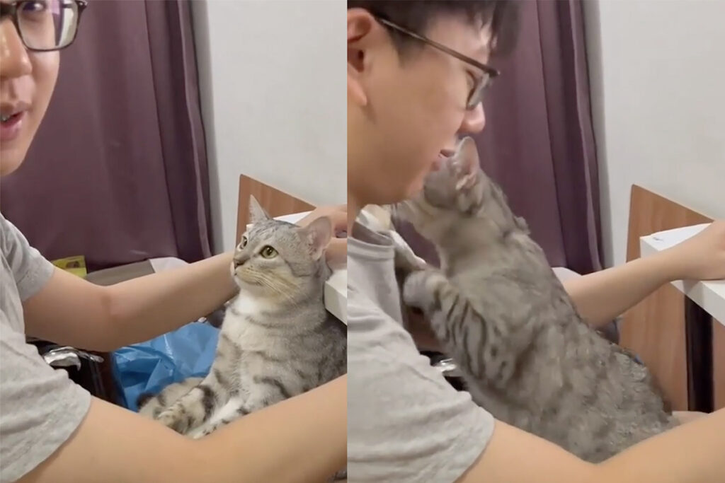 gattino innamorato del suo amico umano su Instagram