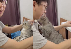 gattino innamorato del suo amico umano dimostra affetto in modo straordinario
