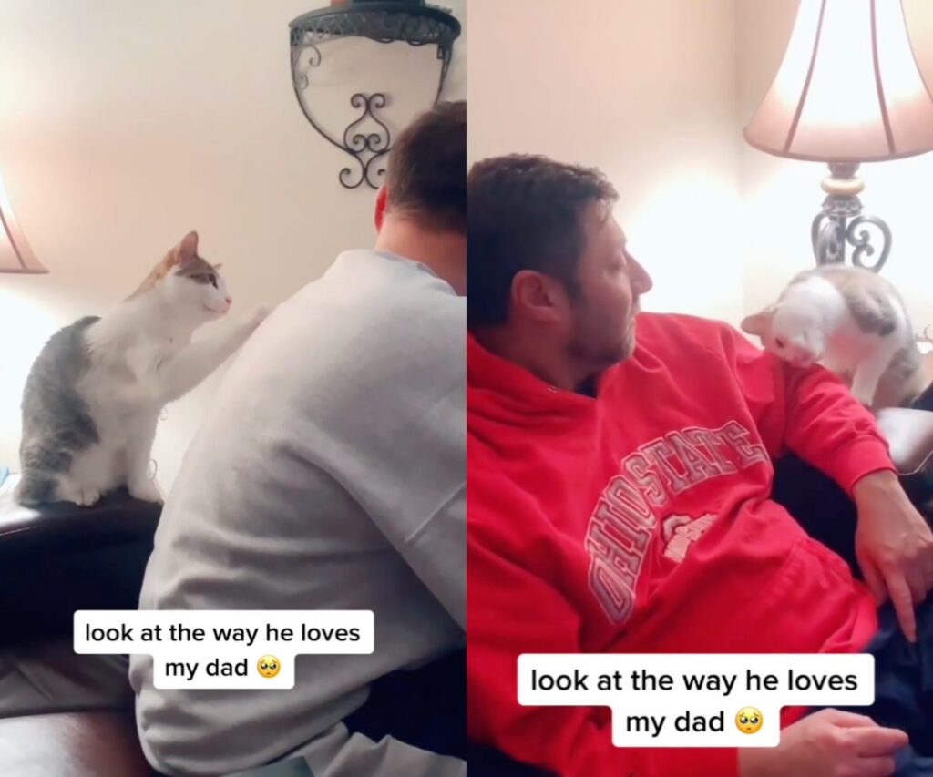 gattino innamorato del suo papà umano