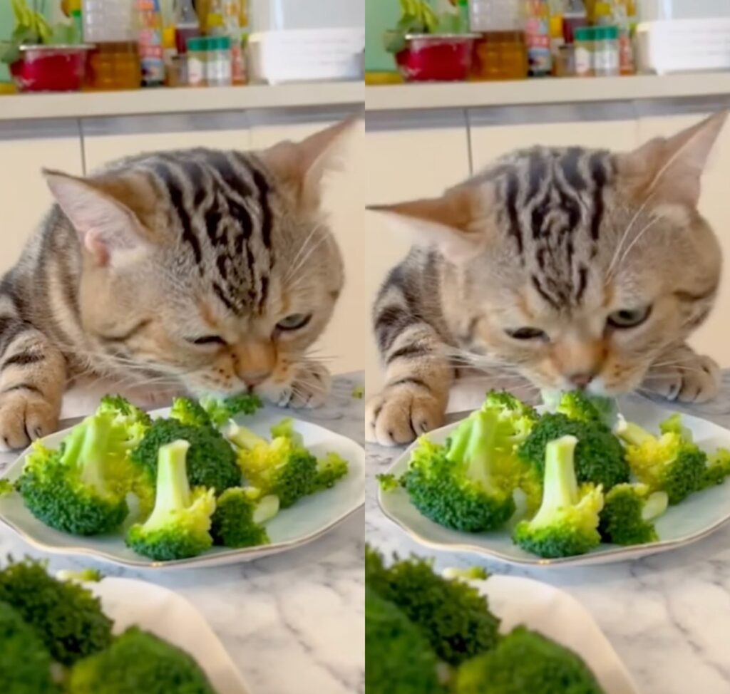 gattino mangia i broccoli dal piatto