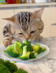 Gattino affamato divora il suo piatto preferito…i broccoli! (VIDEO)
