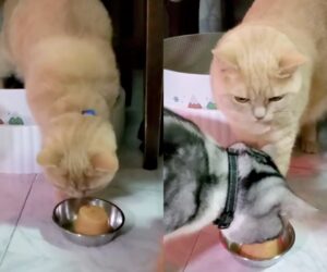 Gattino dispettoso ruba la torta di compleanno all’altro gatto che, deluso, se ne va! (VIDEO)