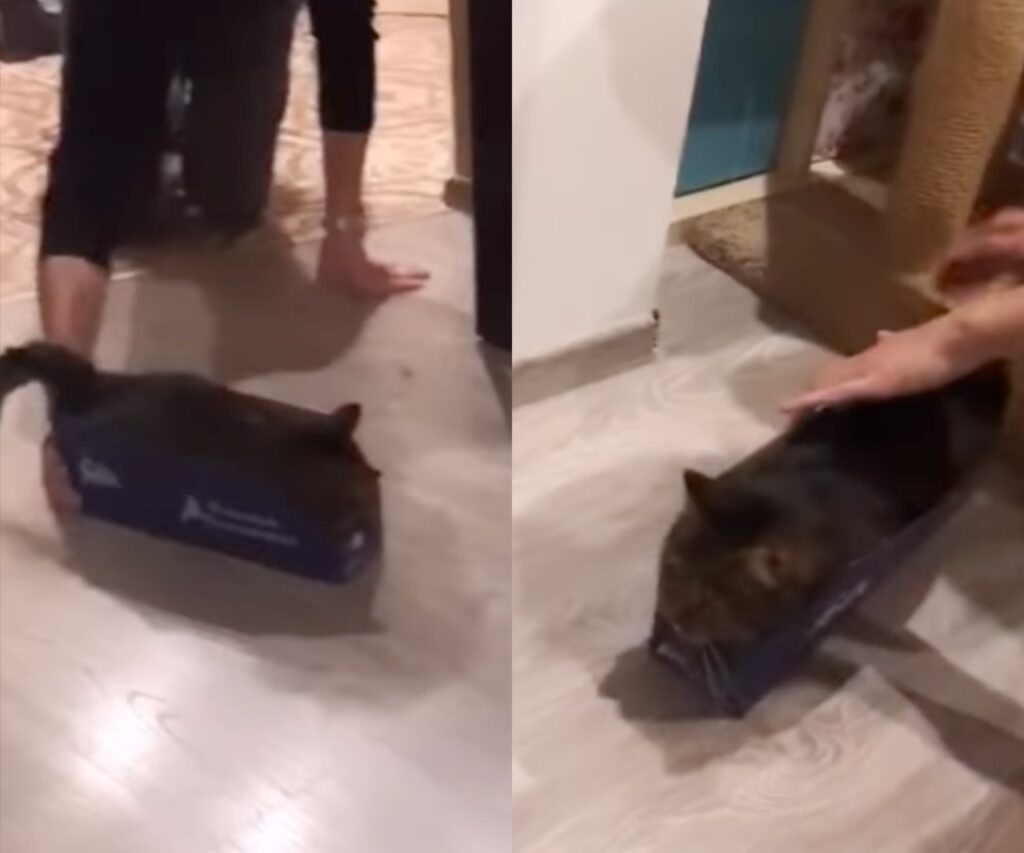 gattino gioca con i suoi umani nella scatolina