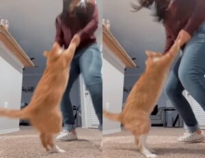 Gattino si scatena ballando con la sua umana del cuore (VIDEO)