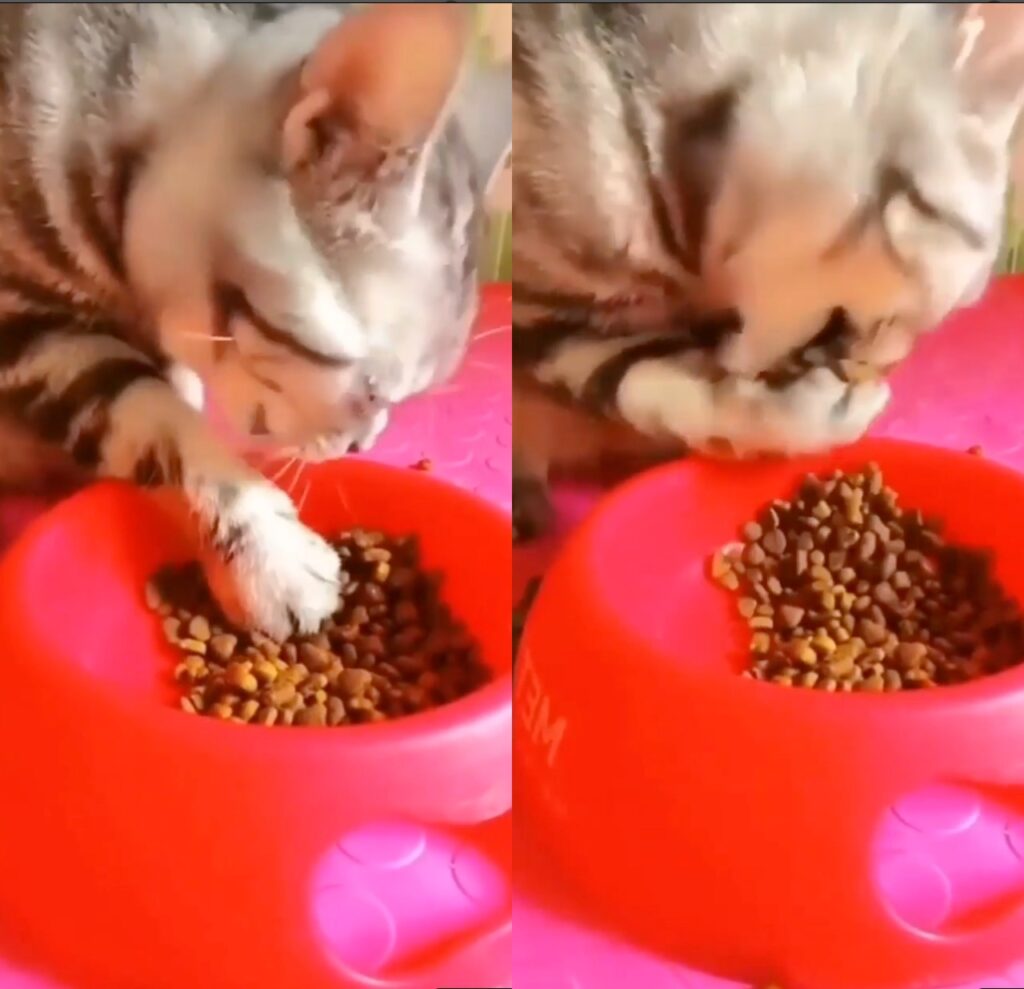 gattino mangia le crocchette con la zampa