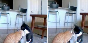 Gattino viene ripreso dalla telecamera mentre conforta il fratello ansioso