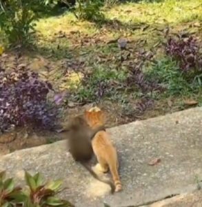 Gattino e scimmietta sono migliori amici (VIDEO)