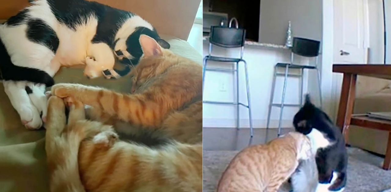 Gattino viene ripreso dalla telecamera mentre conforta il fratello ansioso