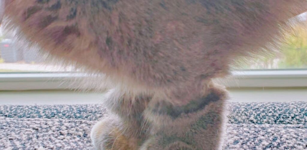 Gattino con le zampe rasate per un intervento chirurgico sembra abbia degli stivali