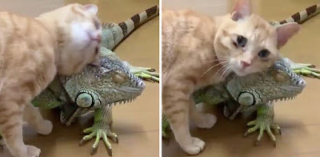 Gattino affettuoso usa le squame del suo amico iguana per grattarsi