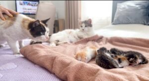 Gatto incontra i suoi cuccioli per la prima volta (VIDEO)