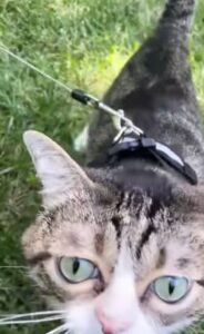 Gatto dolce al guinzaglio con la mamma (VIDEO)