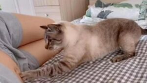 Gatto accarezza la pancia della proprietaria incinta non si allontana da lei