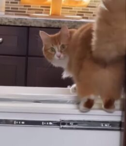 Il gatto impara ad aprire i pensili della cucina, ma viene scoperto dalla padrona (VIDEO)