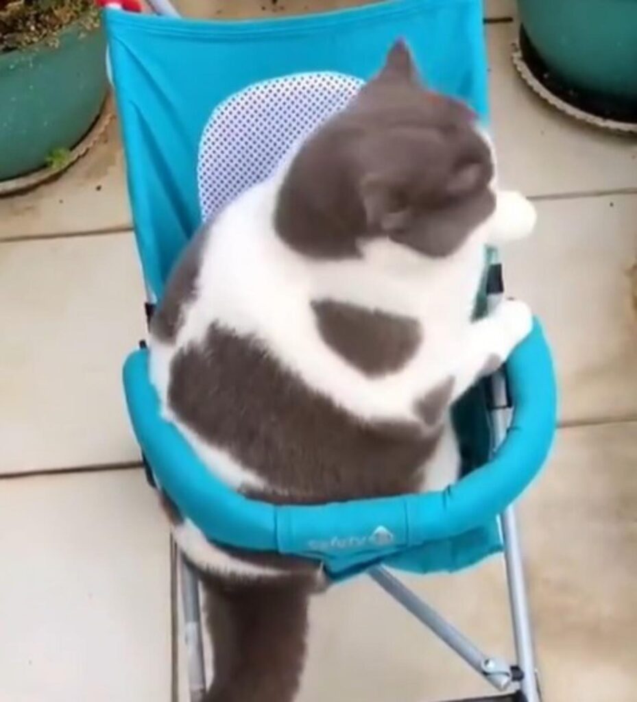 gatto sul passeggino