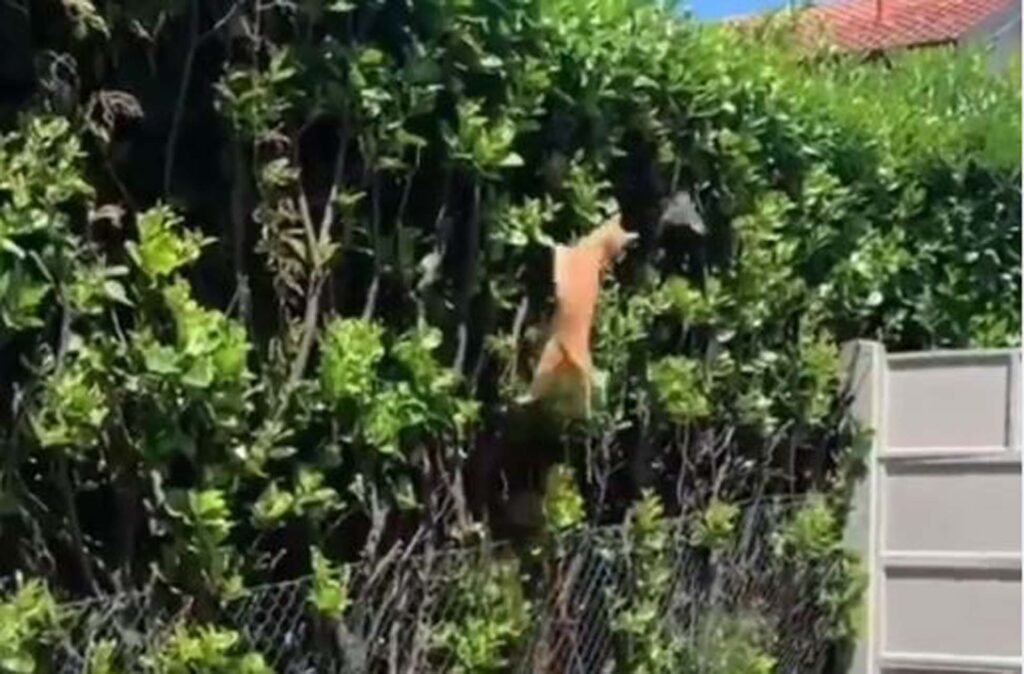 gatto si arrampica per prendere uccellino