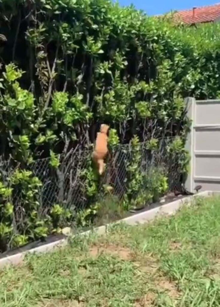 gatto si arrampica per prendere uccellino