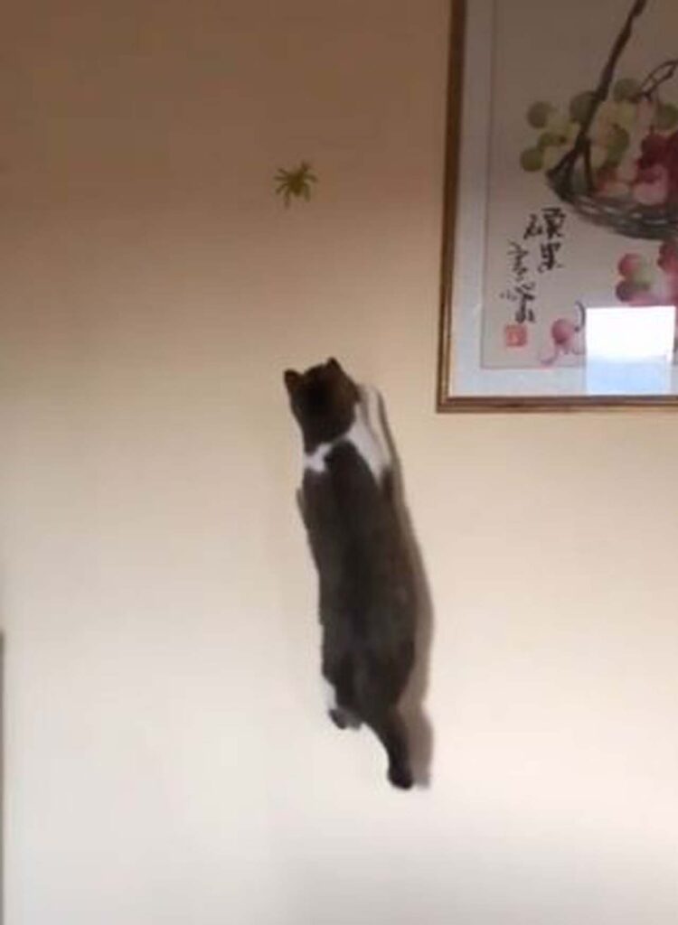 gatto cattura ragno giocattolo