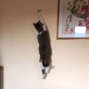 Il gatto si arrampica sul muro per catturare un ragno giocattolo (VIDEO)