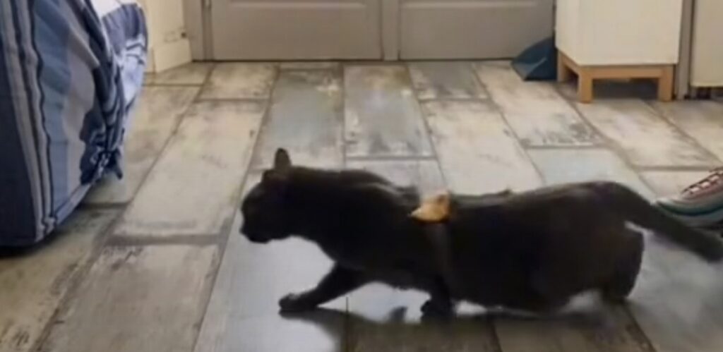 gatto con buccia di banana sulla schiena