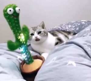 Il gattino balla a tempo di musica insieme al suo giocattolo a forma di cactus (VIDEO)