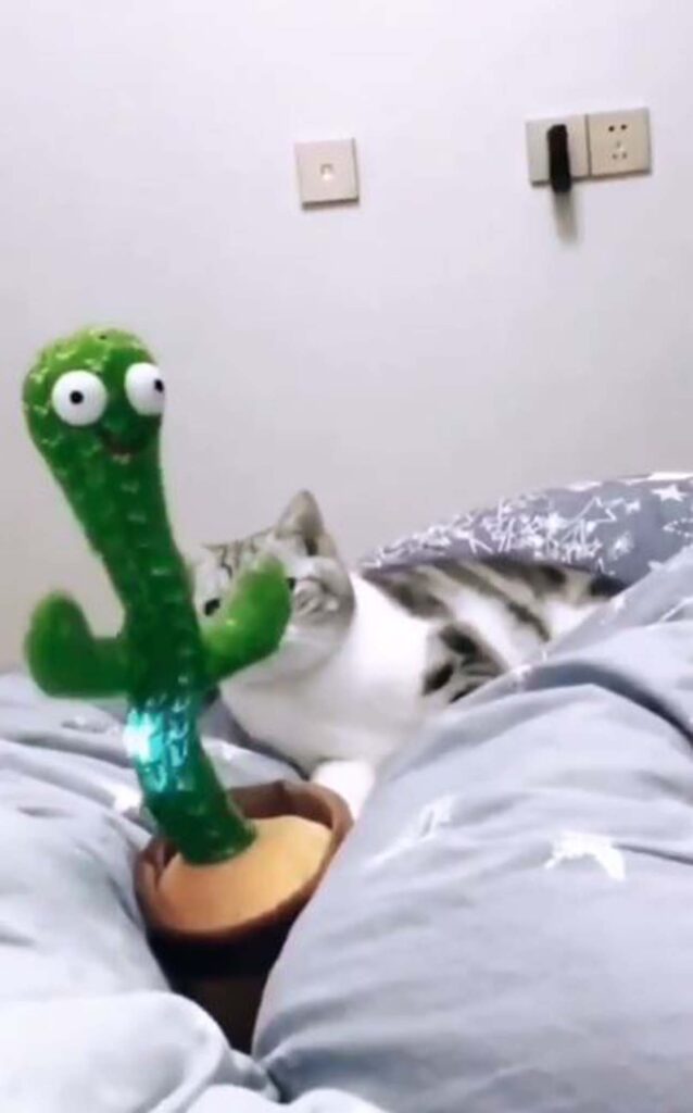 gatto e gioco cactus sul letto