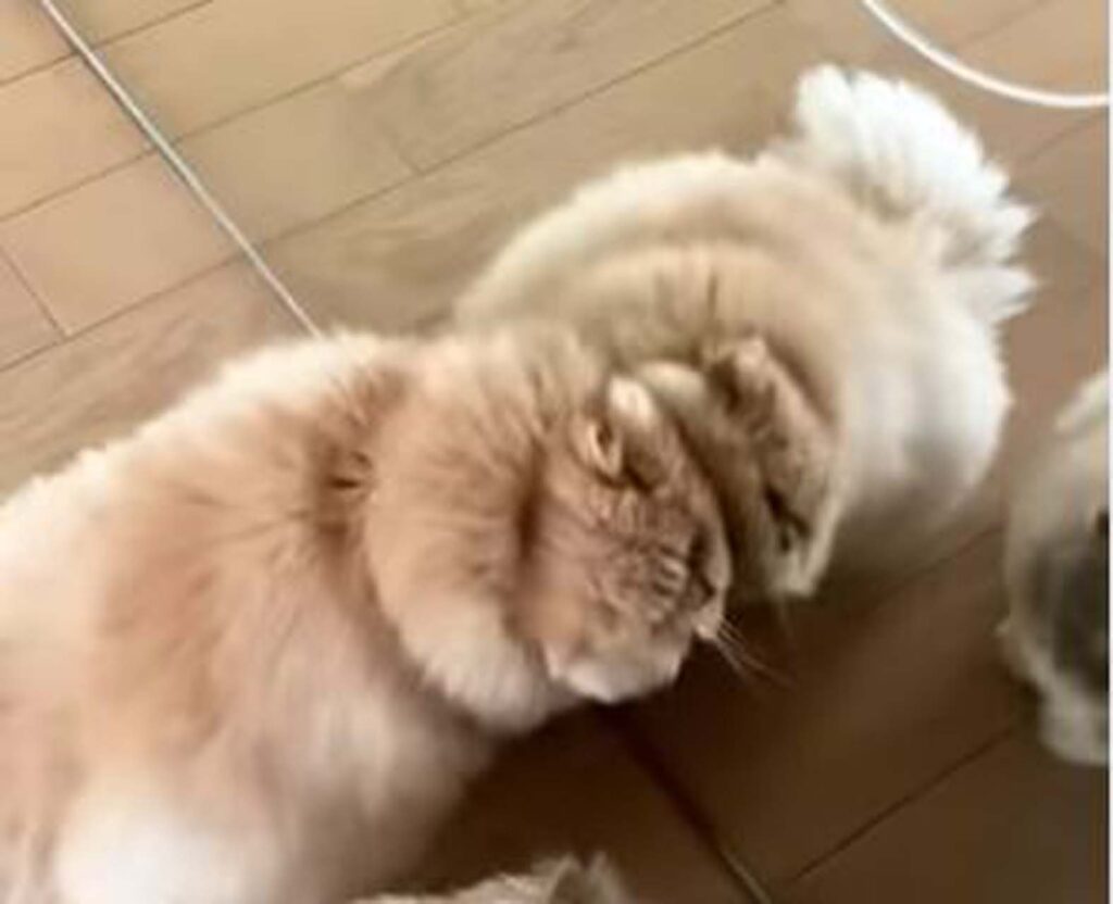 gatto gioca con il suo riflesso nello specchio