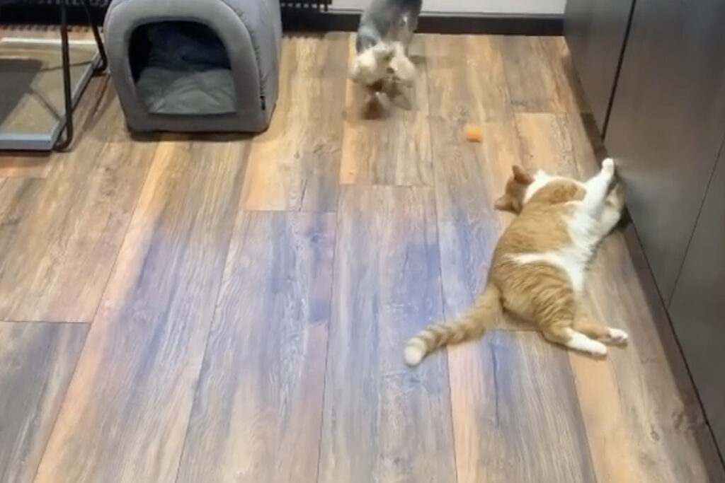 gatto e cani fanno amicizia giocando