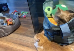 Gatto e cani fanno amicizia, il risultato è buffissimo (VIDEO)