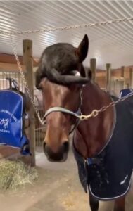 Un gatto sdraiato sulla testa di un cavallo (VIDEO)