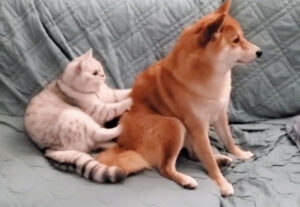 gatto fa il pane sul suo amico cane sul divano