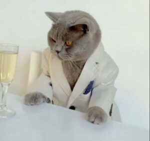 Il gattino gentiluomo beve champagne in giacca e cravatta (VIDEO)