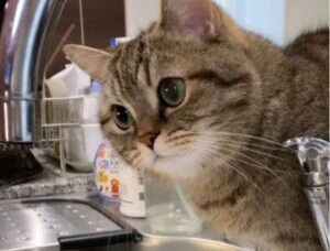 Il gattino cerca di prendere l’acqua che cade dal rubinetto e non capisce perché smette di uscire (VIDEO)