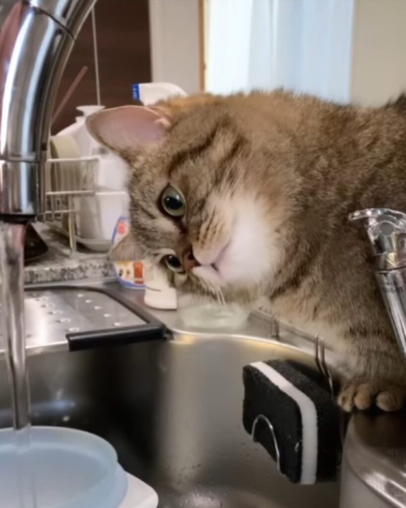 gatto gioca con rubinetto