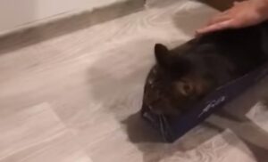 Il gattino si diverte a essere trasportato all’interno di una scatola dai suoi padroni (VIDEO)