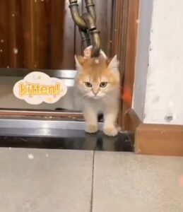 Il gattino fa un ingresso scenografico in casa e stupisce i suoi fratelli felini più grandi (VIDEO)