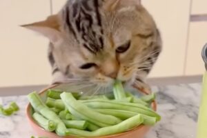 Gattino adora mangiare i fagiolini: che bontà! (VIDEO)