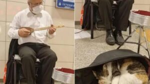 Gatto randagio si fa cantare la ninna nanna da un musicista di strada