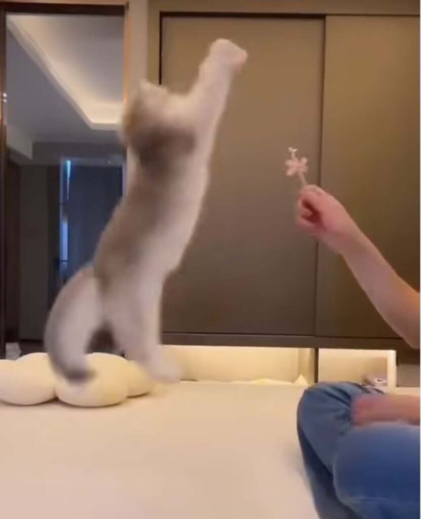 gatto salta per prendere gioco